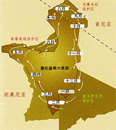 马赛马拉动物大迁徙专题一